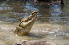 Excursão ao Hartley's Crocodile Adventures