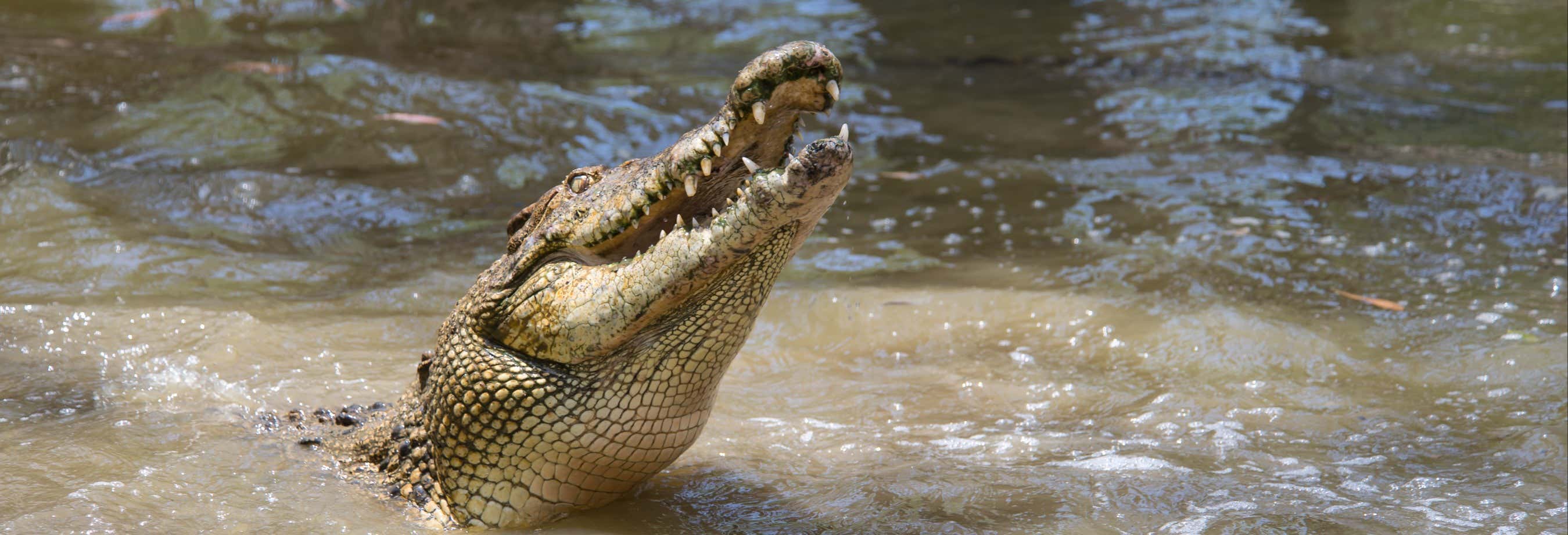 Excursão ao Hartley's Crocodile Adventures