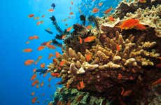Great Barrier Reef Snorkeling Tour