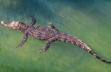 Entrada a la Crocosaurus Cove