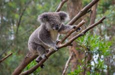 Narana Aboriginal Cultural Centre + Jirrahlinga Sanctuary Tour