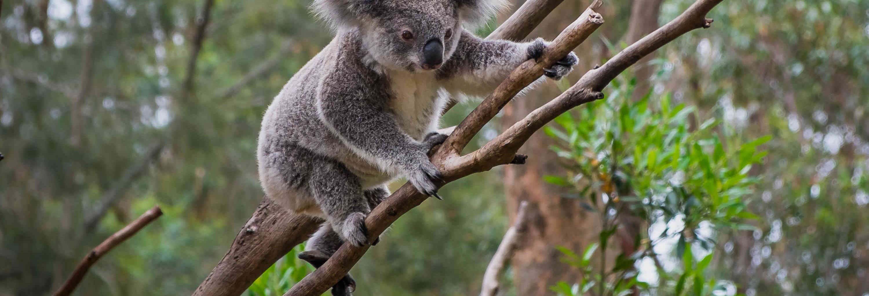 Narana Aboriginal Cultural Centre + Jirrahlinga Sanctuary Tour
