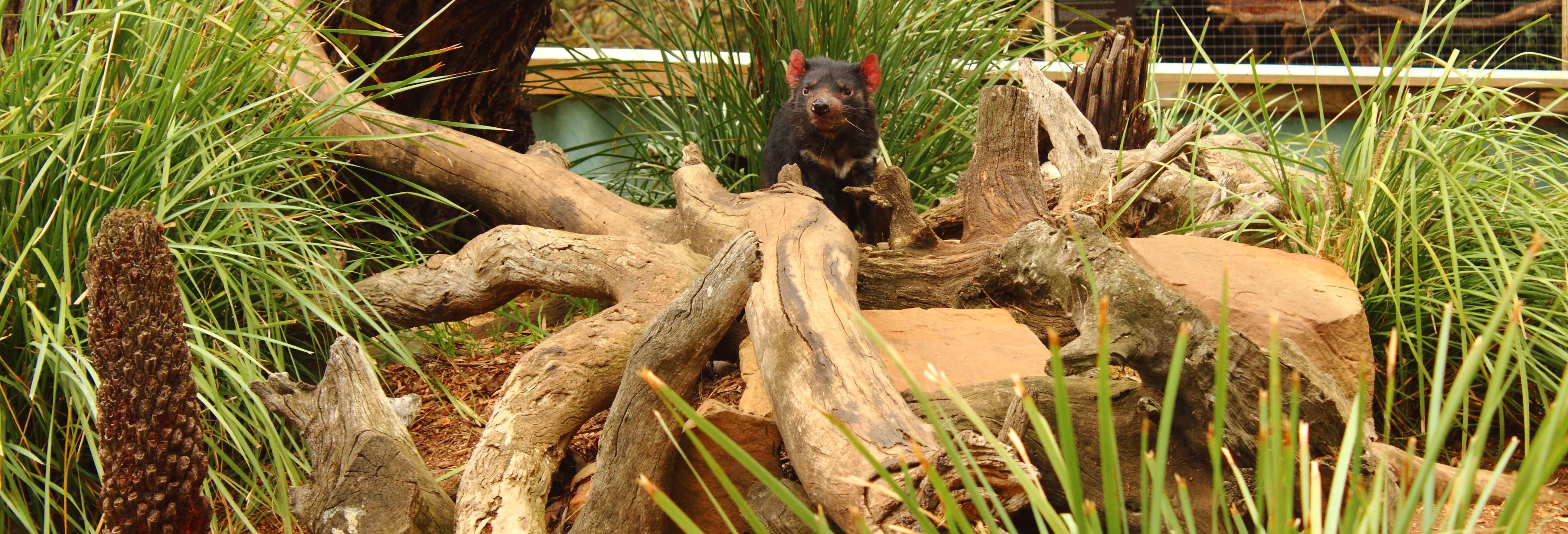 Excursión a Richmond y Bonorong Wildlife Sanctuary
