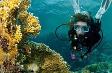 Scuba Diving in Lord Howe Island