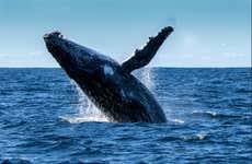 Observation de baleines et de dauphins