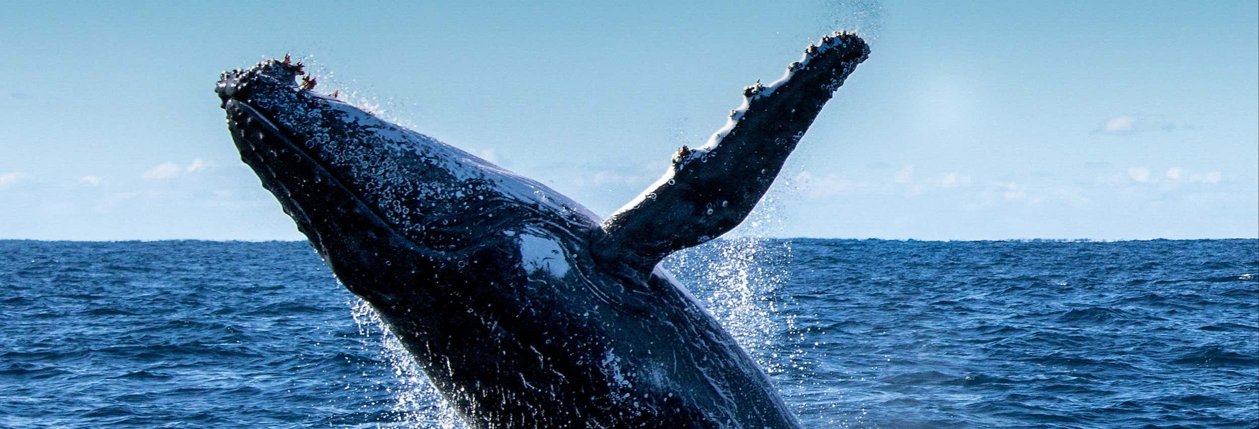 Avistamiento de delfines y ballenas
