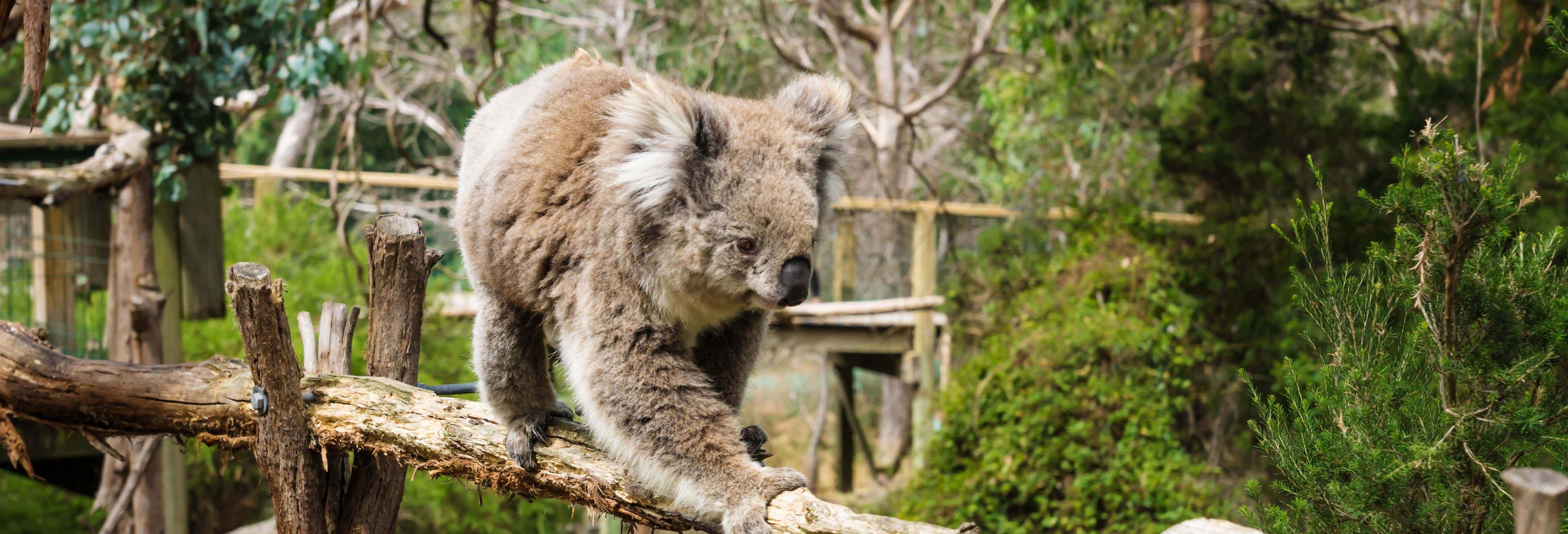 Biglietti per Phillip Island Nature Park