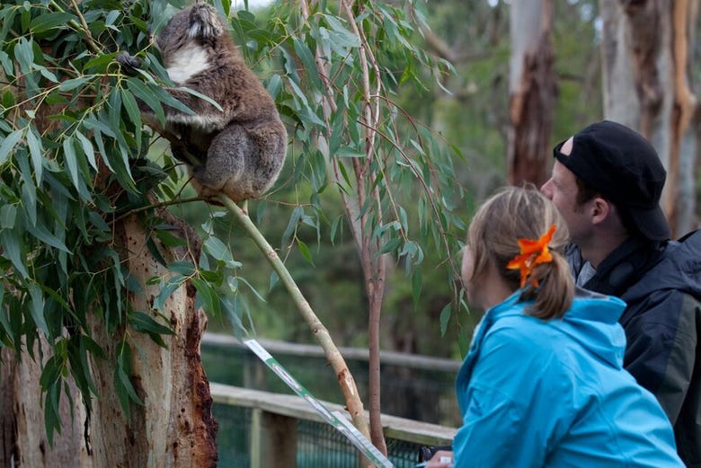 Rencontre avec les koalas