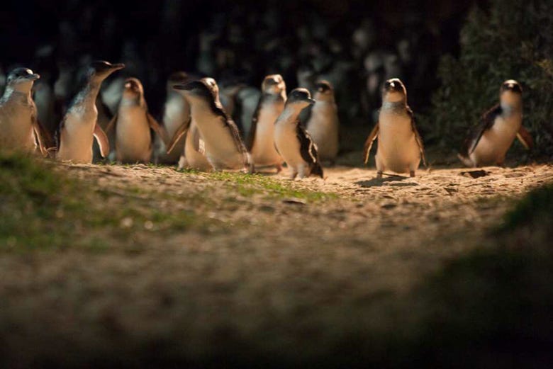Pingüinos en el Penguin Parade