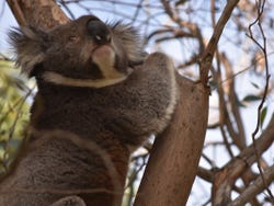 Koalas en la Gran Carretera del Océano