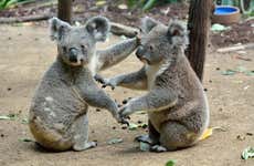 Excursión al Australia Zoo