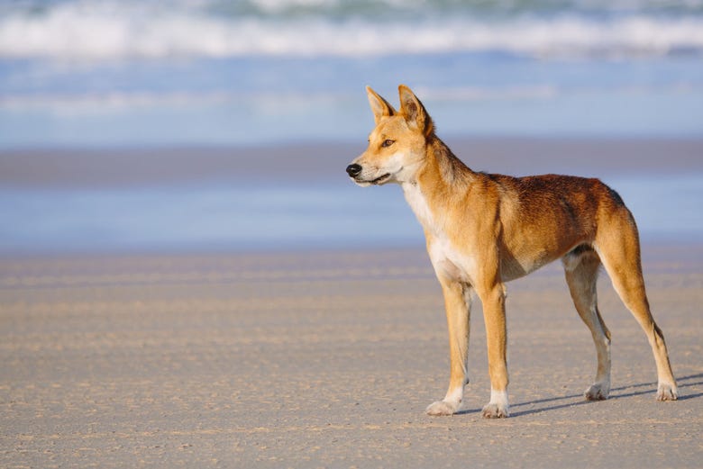 Dingo, um dos habitantes de Fraser Island