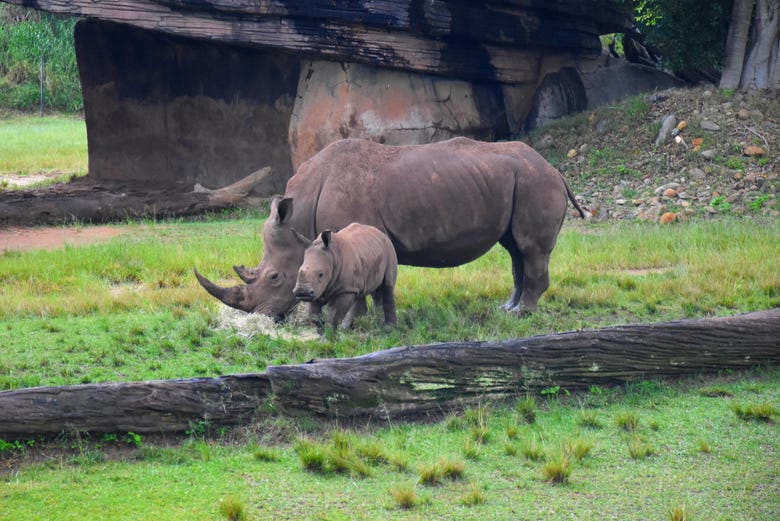 Rhinocéros du zoo