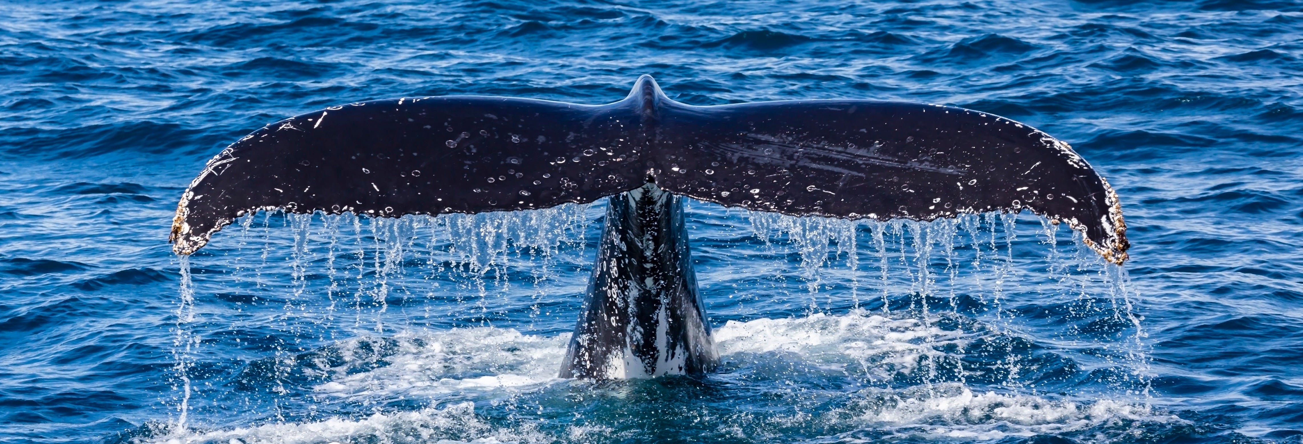 Avistamiento De Ballenas En La Bahia De Perth Civitatis Com