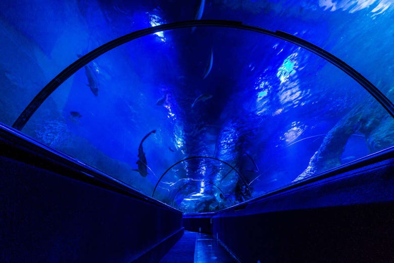 AQWA, l'aquarium d'Australie Occidentale