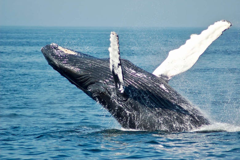 Avistamiento De Ballenas En La Bahia De Perth Civitatis Com