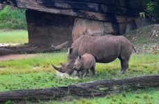 Excursión al Australia Zoo