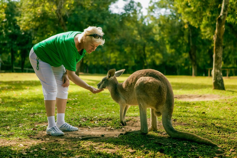 Un kangooro dans le zoo du Queensland