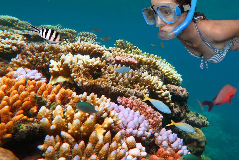 Snorkel en la Gran Barrera de Coral
