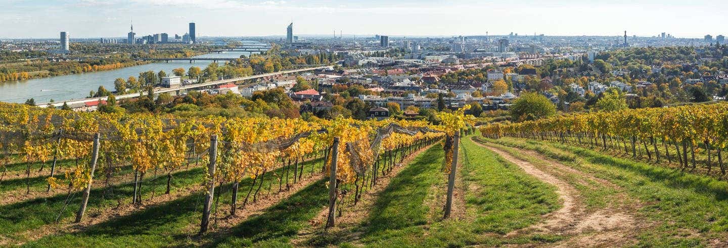 Tour por los viñedos de Viena