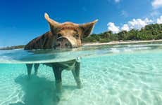 Escursione a Pig Beach