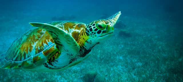 Snorkel en Cayo Corker