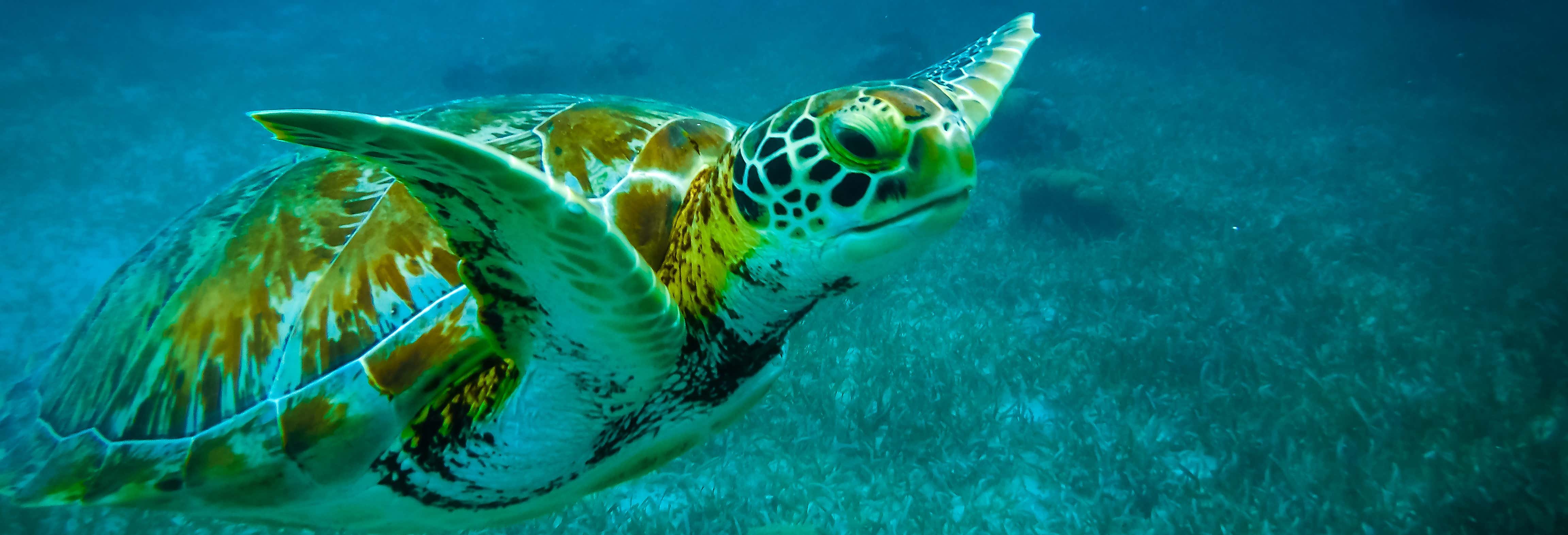 Snorkeling a Caye Caulker