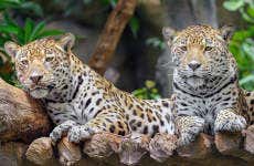 Excursão ao Zoológico de Belize e Santuário de Babuínos