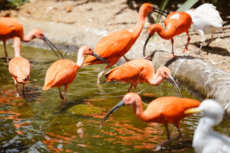 Aves íbis do zoológico de Belize