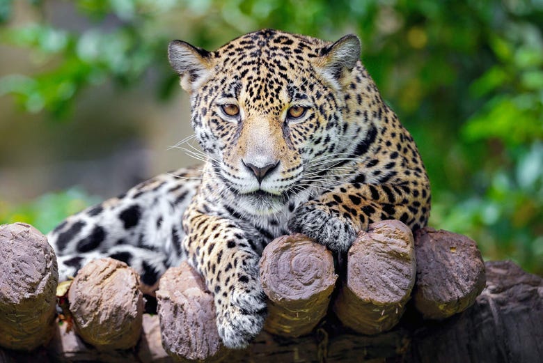 Jaguar do zoológico de Belize