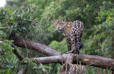 Excursão ao santuário de jaguares de Cockscomb