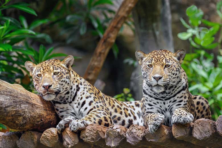 Pareja de jaguares en Cockscomb - Pareja de jaguares en Cockscomb