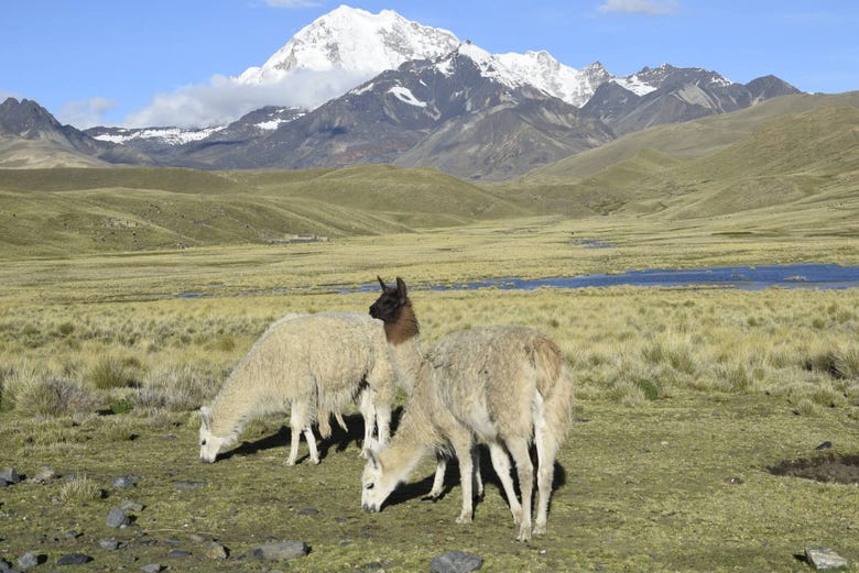 Lama con il Huayna Potosí sullo sfondo
