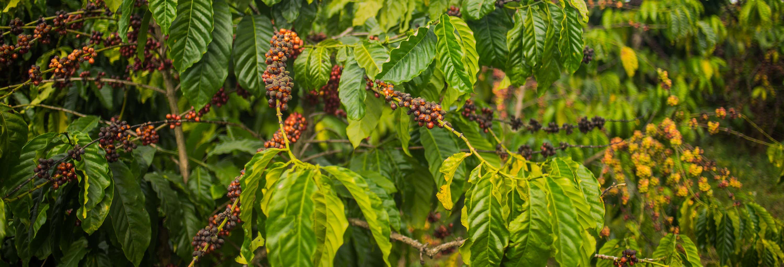 Tour del caffè a Coroico