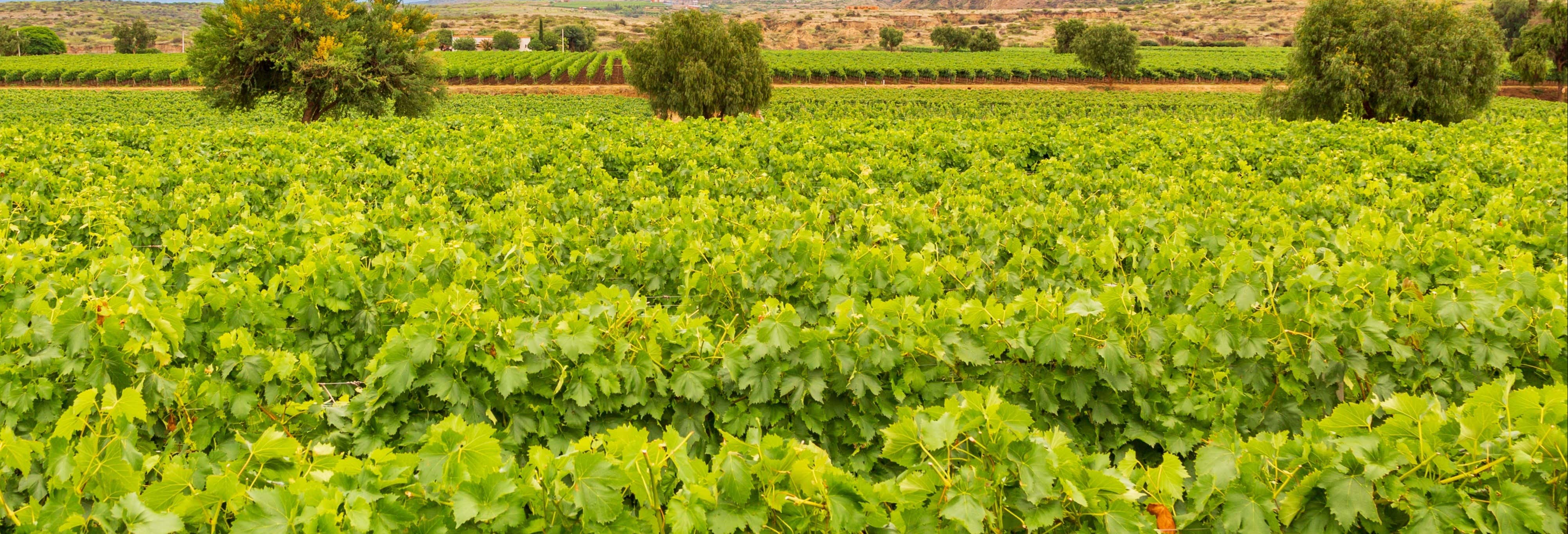 Tour do vinho por Tarija