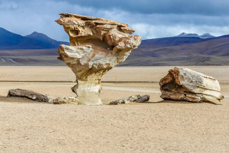 Un arbre en pierre dans le désert de Siloli