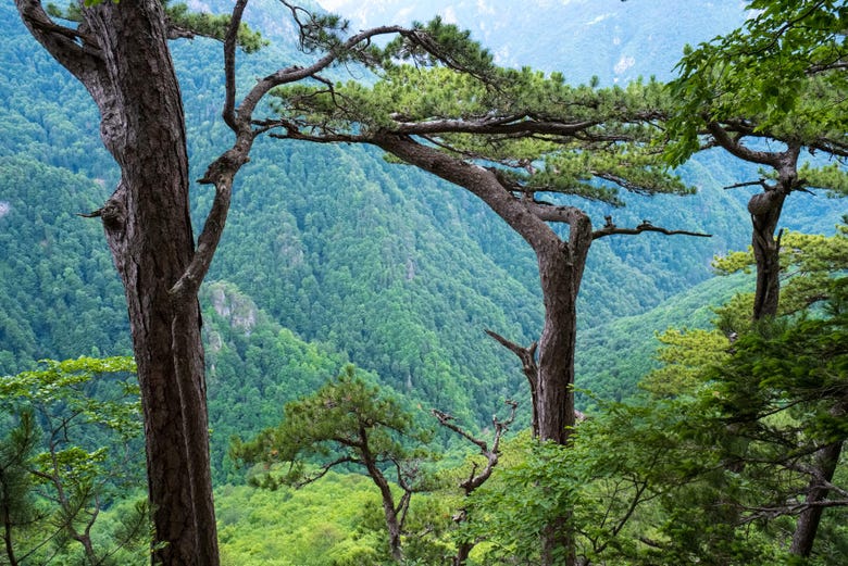 Bosque virgem no Parque Nacional Sutjeska