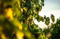 Visite des vignobles de Bento Gonçalves et Garibaldi