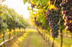 Visita alla cantina Vinícola Araucária