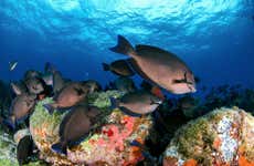Batismo de mergulho em Fernando de Noronha