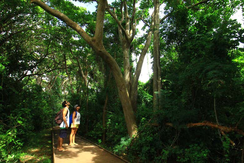 Fernando de Noronha Trekking Tour - Book Online at Civitatis.com