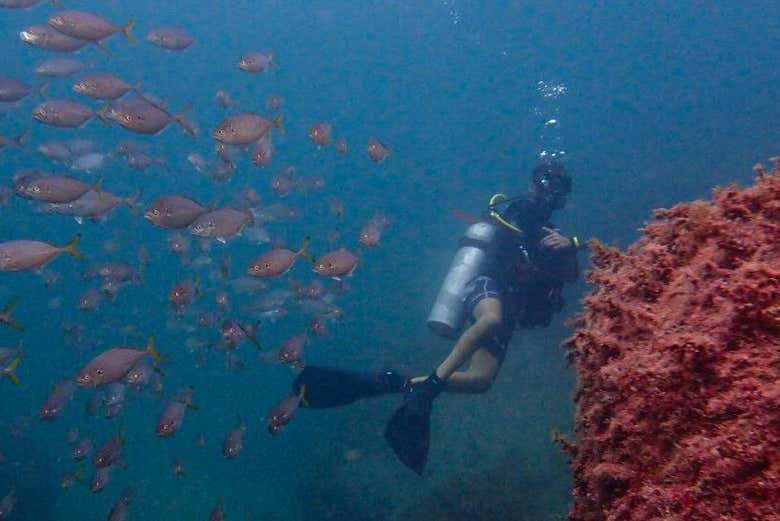 NAUI Open Water Diving Course in Ilhabela Book at