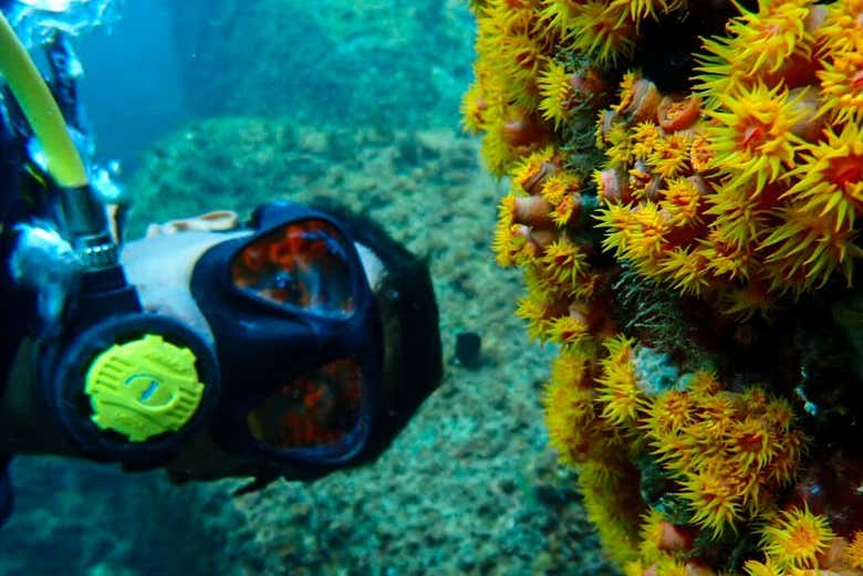 NAUI Open Water Diving Course in Ilhabela Book at