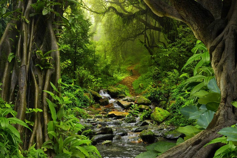 Amazon jungle landscapes