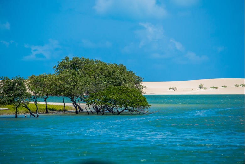 Le mangrovie