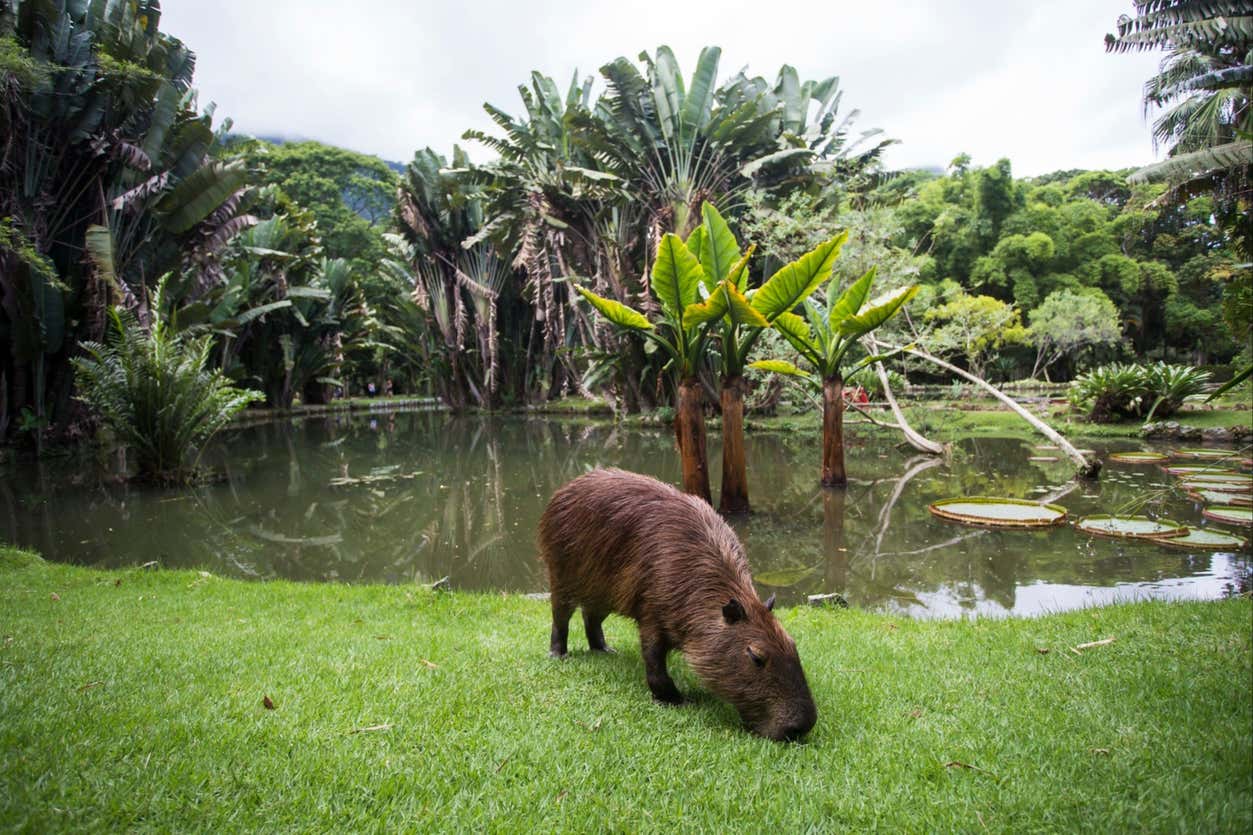 Tour por el Jardín Botánico, Bosque de Tijuca y Parque Lage en Río de