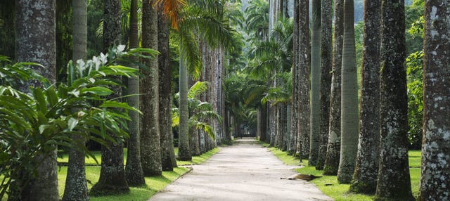 Visita guidata del Giardino Botanico, Bosque de Tijuca e Parque Lage