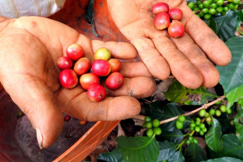 Sao Paulo Coffee Estate Private Tour Book at