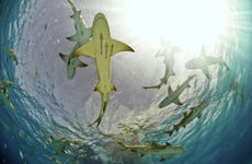 Baignade avec des requins-citrons sur l'île de Sal
