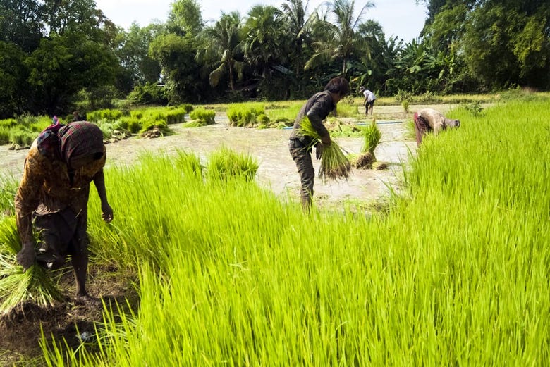 Rice paddy fields in Cambodia